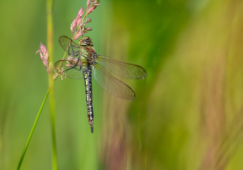 brachytron pratense  aeschne printaniere  femelle