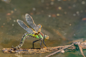 brachytron pratense aeschne printaniere femelle brachytron pratense aeschne printaniere femelle