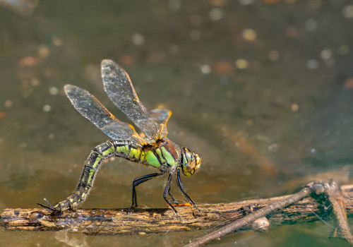 brachytron pratense  aeschne printaniere  femelle