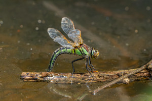 brachytron pratense aeschne printaniere femelle brachytron pratense aeschne printaniere femelle