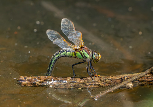 brachytron pratense  aeschne printaniere  femelle