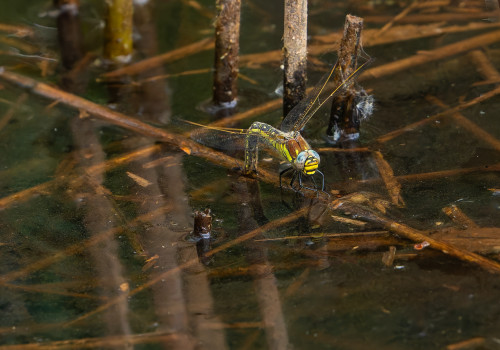 brachytron pratense  aeschne printaniere  femelle