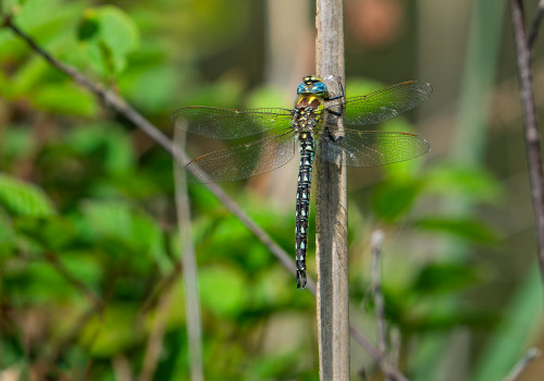 brachytron pratense  aeschne printaniere  male