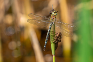 brachytron pratense aeschne printaniere male brachytron pratense aeschne printaniere male
