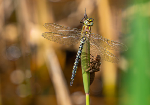 brachytron pratense  aeschne printaniere  male