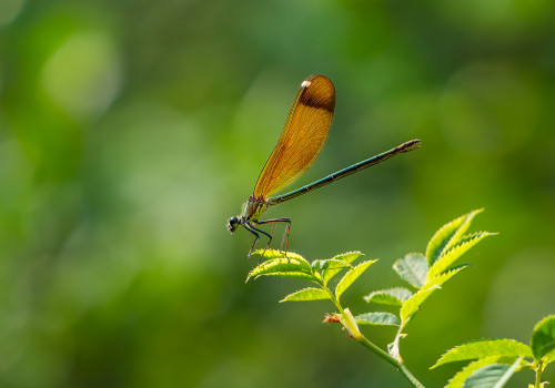calopteryx haemorrhoidalis   calopteryx haemorrhoidal femelle
