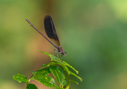 calopteryx haemorrhoidalis   calopteryx haemorrhoidal male