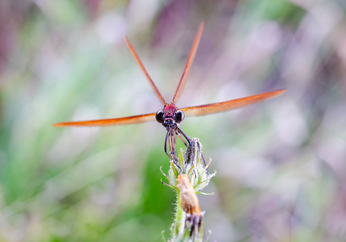 calopteryx haemorrhoidalis  le calopteryx haemorrhoidal 