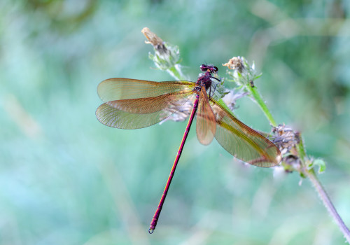 calopteryx haemorrhoidalis  le calopteryx haemorrhoidal 