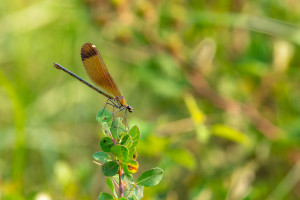 calopteryx haemorrhoidalis le calopteryx haemorrhoidal femelle calopteryx haemorrhoidalis le calopteryx haemorrhoidal femelle
