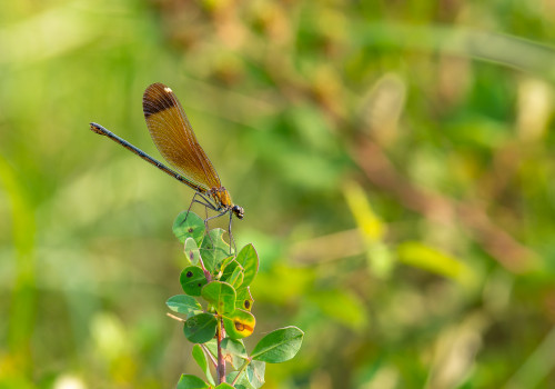 calopteryx haemorrhoidalis  le calopteryx haemorrhoidal  femelle