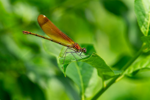 calopteryx haemorrhoidalis le calopteryx haemorrhoidal femelle calopteryx haemorrhoidalis le calopteryx haemorrhoidal femelle