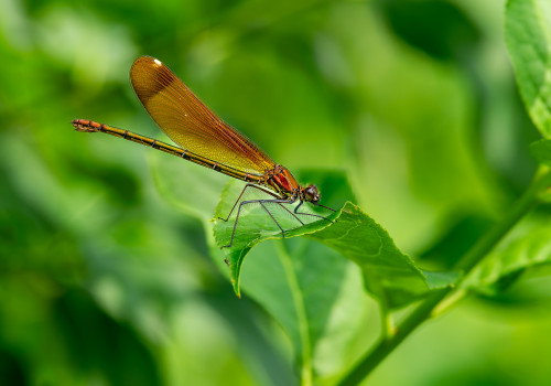 calopteryx haemorrhoidalis  le calopteryx haemorrhoidal  femelle