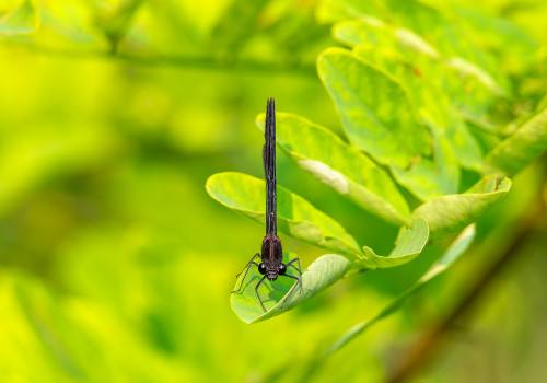 calopteryx haemorrhoidalis  le calopteryx haemorrhoidal  male