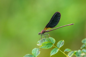 calopteryx haemorrhoidalis le calopteryx haemorrhoidal male calopteryx haemorrhoidalis le calopteryx haemorrhoidal male