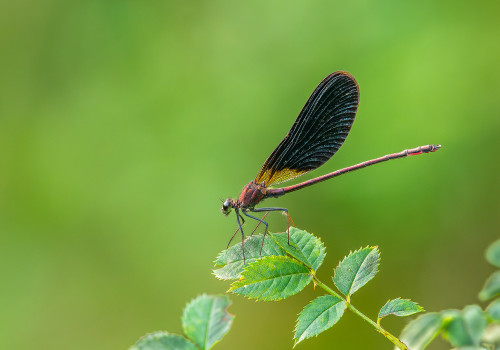 calopteryx haemorrhoidalis  le calopteryx haemorrhoidal  male