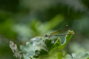 calopteryx splendens calopteryx eclatant femelle calopteryx splendens calopteryx eclatant femelle
