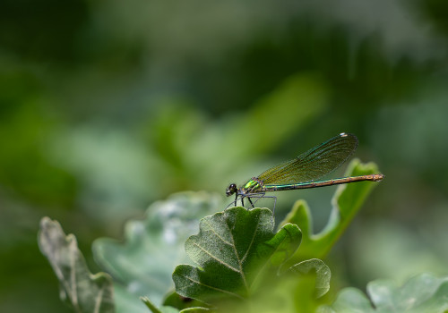 calopteryx splendens calopteryx eclatant femelle calopteryx splendens calopteryx eclatant femelle