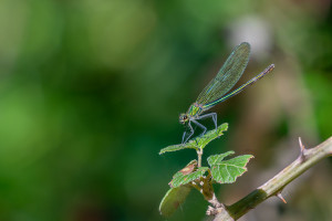 calopteryx splendens calopteryx eclatant femelle calopteryx splendens calopteryx eclatant femelle