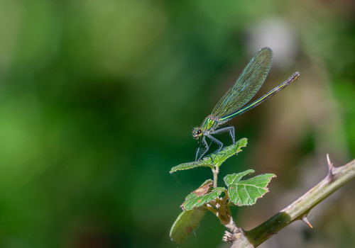calopteryx splendens calopteryx eclatant femelle calopteryx splendens calopteryx eclatant femelle