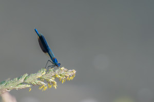 calopteryx splendens calopteryx eclatant male calopteryx splendens calopteryx eclatant male