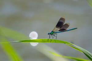 calopteryx splendens calopteryx eclatant male calopteryx splendens calopteryx eclatant male