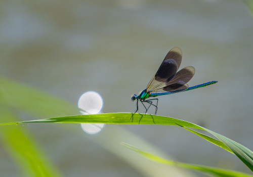 calopteryx splendens calopteryx eclatant male calopteryx splendens calopteryx eclatant male