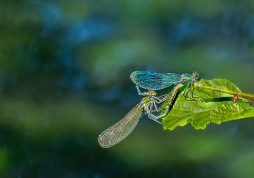 calopteryx splendes subsp. splendens  le calopteryx eclatant  couple