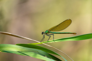 calopteryx splendes subsp. splendens le calopteryx eclatant femelle calopteryx splendes subsp. splendens le calopteryx eclatant femelle
