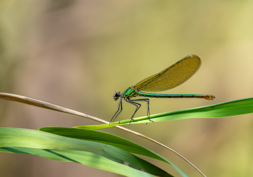 calopteryx splendes subsp. splendens  le calopteryx eclatant  femelle
