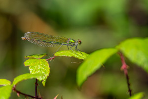 calopteryx splendes subsp. splendens le calopteryx eclatant femelle calopteryx splendes subsp. splendens le calopteryx eclatant femelle