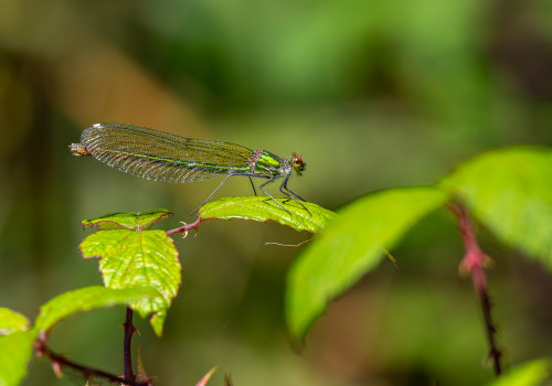 calopteryx splendes subsp. splendens  le calopteryx eclatant  femelle