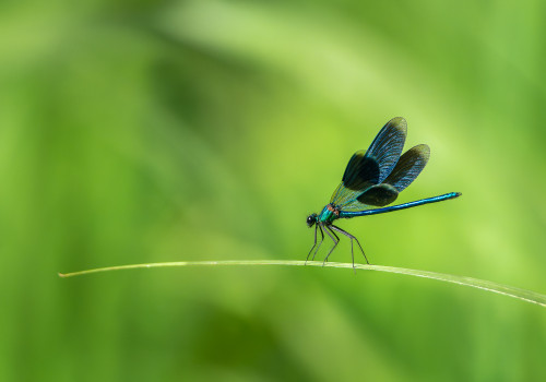calopteryx splendes subsp. splendens  le calopteryx eclatant  male