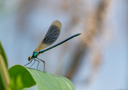 calopteryx splendes subsp. splendens  le calopteryx eclatant  male
