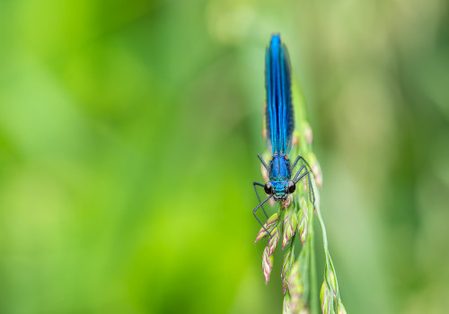 calopteryx splendes subsp. splendens  le calopteryx eclatant  male