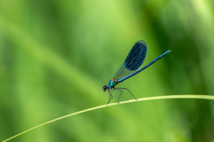 calopteryx splendes subsp. splendens le calopteryx eclatant male calopteryx splendes subsp. splendens le calopteryx eclatant male