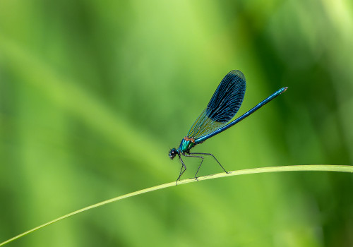 calopteryx splendes subsp. splendens  le calopteryx eclatant  male