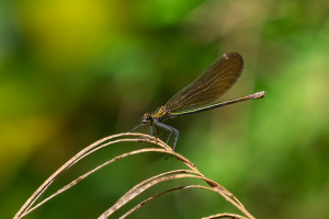 calopteryx virgo calopteryx vierge femelle calopteryx virgo calopteryx vierge femelle