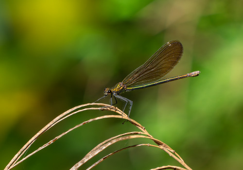 calopteryx virgo   calopteryx vierge femelle