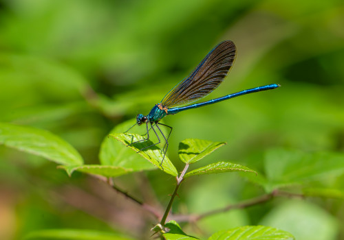 calopteryx virgo   calopteryx vierge male