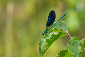 calopteryx virgo subsp. meridionalis le calopteryx vierge male calopteryx virgo subsp. meridionalis le calopteryx vierge male