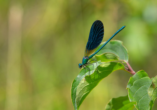 calopteryx virgo subsp. meridionalis  le calopteryx vierge  male