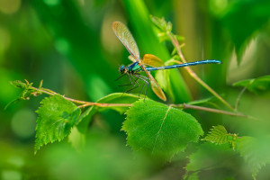 calopteryx virgo subsp. meridionalis le calopteryx vierge male calopteryx virgo subsp. meridionalis le calopteryx vierge male