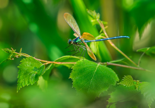 calopteryx virgo subsp. meridionalis  le calopteryx vierge  male