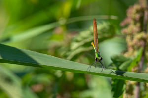 calopteryx virgo subsp. virgo le calopteryx vierge femelle calopteryx virgo subsp. virgo le calopteryx vierge femelle