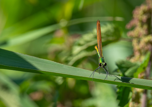 calopteryx virgo subsp. virgo  le calopteryx vierge  femelle