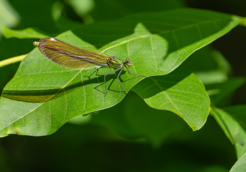 calopteryx virgo subsp. virgo  le calopteryx vierge  femelle