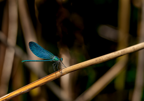 calopteryx virgo subsp. virgo  le calopteryx vierge  male