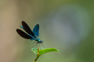 ceriagrion tenellum l agrion delicat femelle ceriagrion tenellum l agrion delicat femelle