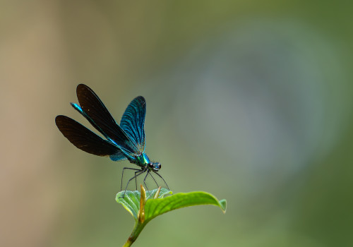ceriagrion tenellum  l agrion delicat  femelle
